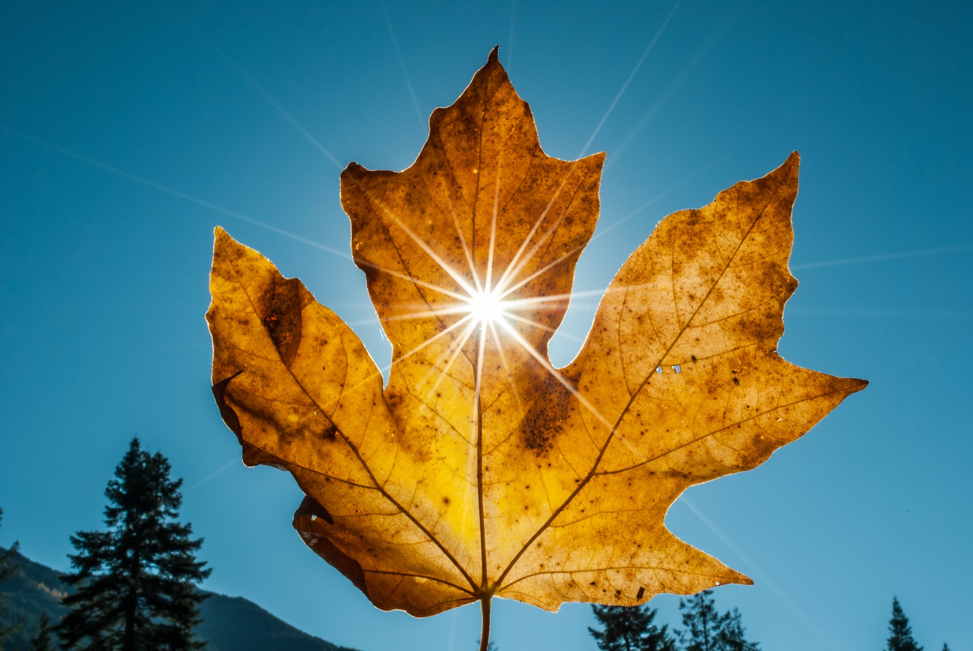 sun shining through fall leaf